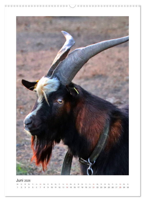 Ziegenportraits (CALVENDO Wandkalender 2026)