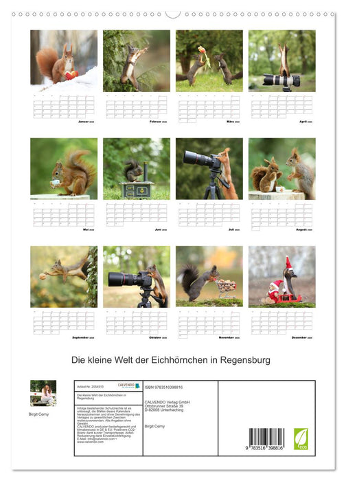 Die kleine Welt der Eichhörnchen in Regensburg (CALVENDO Premium Wandkalender 2026)