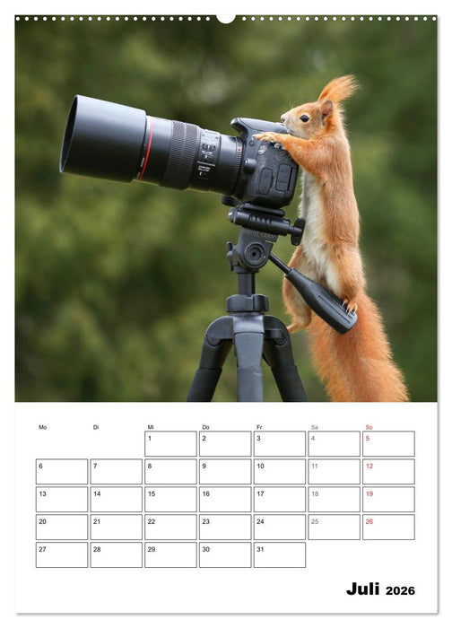 Die kleine Welt der Eichhörnchen in Regensburg (CALVENDO Premium Wandkalender 2026)