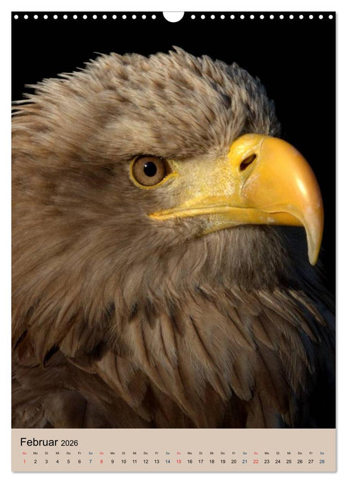 Raubvögel - Die Jäger der Lüfte (CALVENDO Wandkalender 2026)