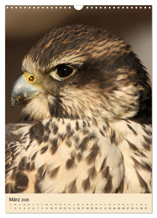 Raubvögel - Die Jäger der Lüfte (CALVENDO Wandkalender 2026)