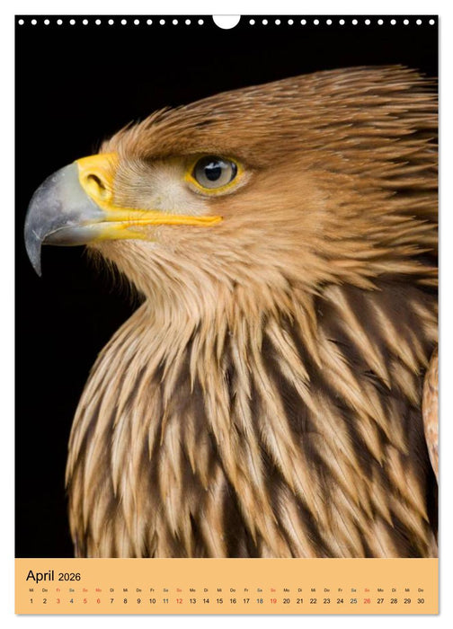 Raubvögel - Die Jäger der Lüfte (CALVENDO Wandkalender 2026)