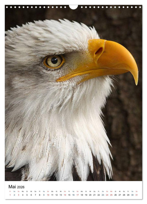 Raubvögel - Die Jäger der Lüfte (CALVENDO Wandkalender 2026)