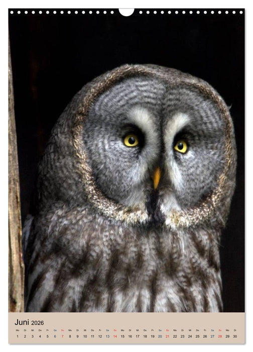 Raubvögel - Die Jäger der Lüfte (CALVENDO Wandkalender 2026)