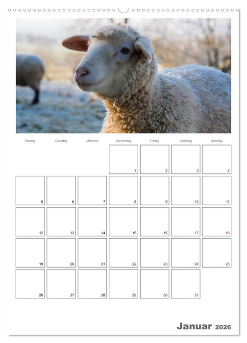 Schafe - 12 Monate in der Herde (CALVENDO Wandkalender 2026)