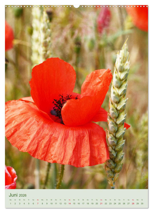 Mohn im Feld (CALVENDO Premium Wandkalender 2026)