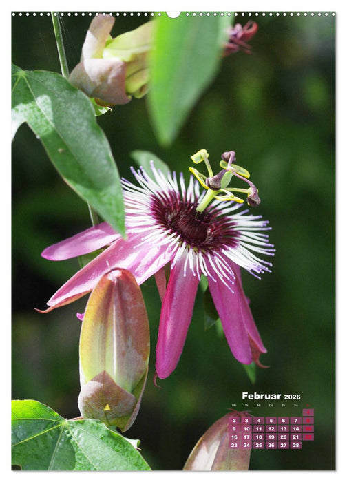 Es rankt, klettert und blüht (CALVENDO Premium Wandkalender 2026)