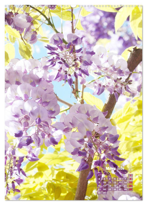 Es rankt, klettert und blüht (CALVENDO Premium Wandkalender 2026)