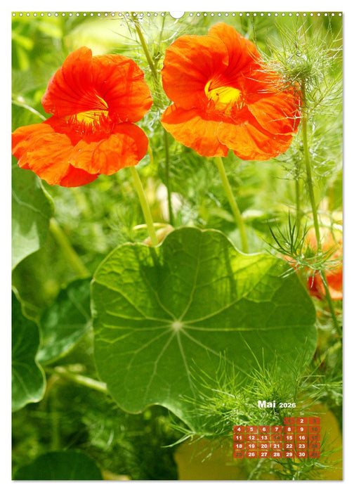 Es rankt, klettert und blüht (CALVENDO Premium Wandkalender 2026)