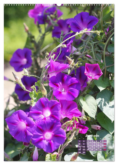 Es rankt, klettert und blüht (CALVENDO Premium Wandkalender 2026)
