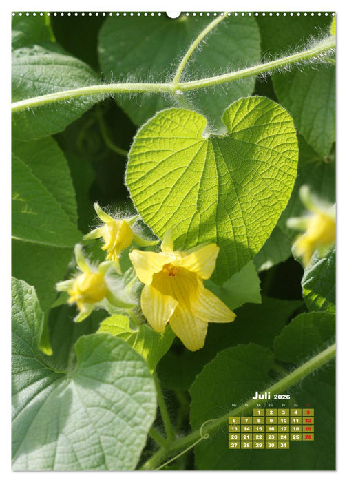 Es rankt, klettert und blüht (CALVENDO Premium Wandkalender 2026)