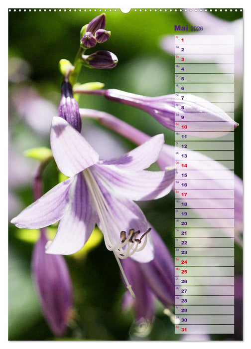 Hostas Herzblattlilien Funkien (CALVENDO Premium Wandkalender 2026)