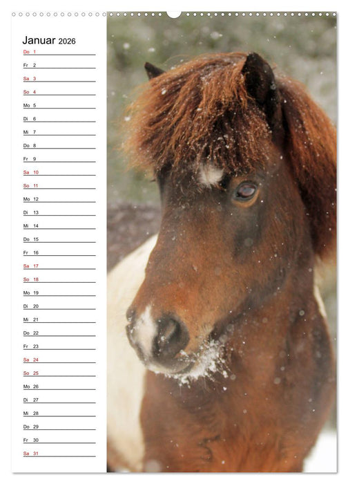 Isländer im Portrait (CALVENDO Premium Wandkalender 2026)
