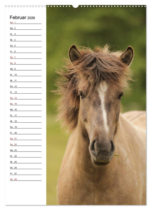 Isländer im Portrait (CALVENDO Premium Wandkalender 2026)