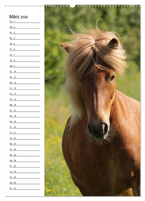 Isländer im Portrait (CALVENDO Premium Wandkalender 2026)