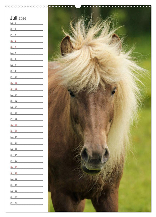 Isländer im Portrait (CALVENDO Premium Wandkalender 2026)
