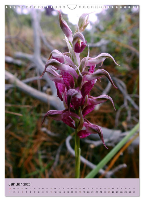 Europas Perlen (CALVENDO Wandkalender 2026)