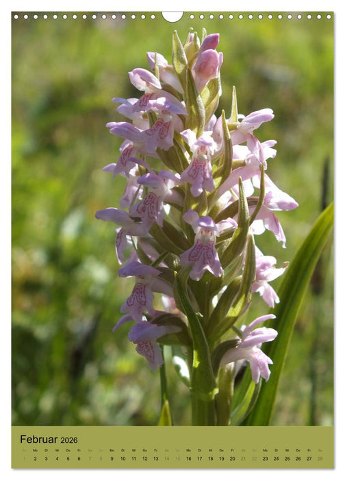 Europas Perlen (CALVENDO Wandkalender 2026)