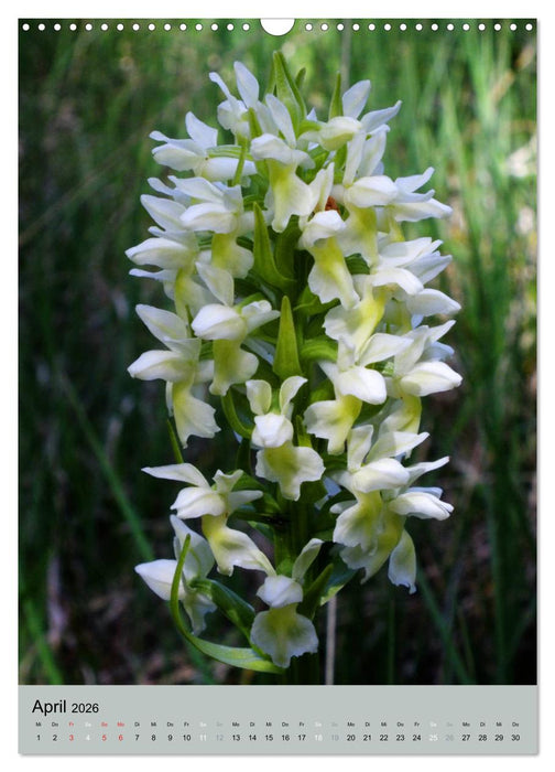 Europas Perlen (CALVENDO Wandkalender 2026)