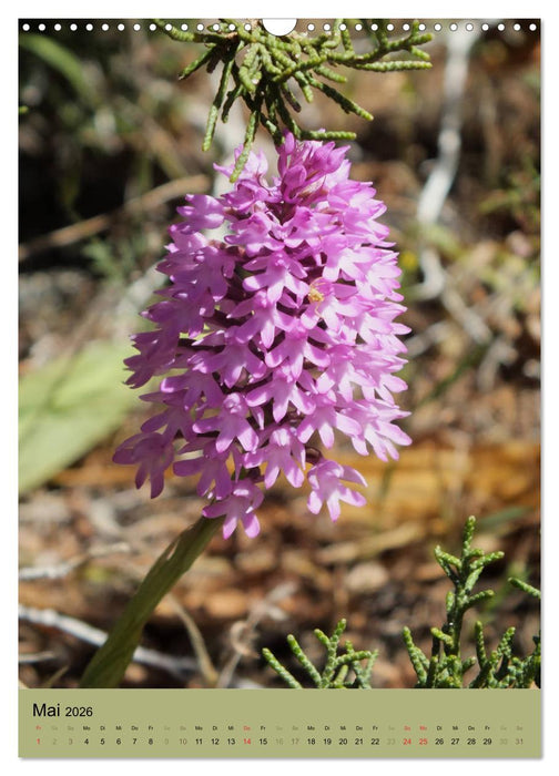 Europas Perlen (CALVENDO Wandkalender 2026)