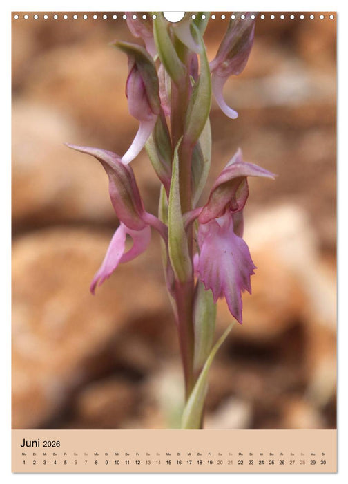 Europas Perlen (CALVENDO Wandkalender 2026)