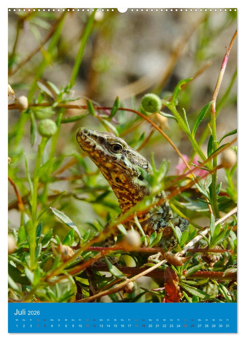 Tessin (CALVENDO Premium Wandkalender 2026)