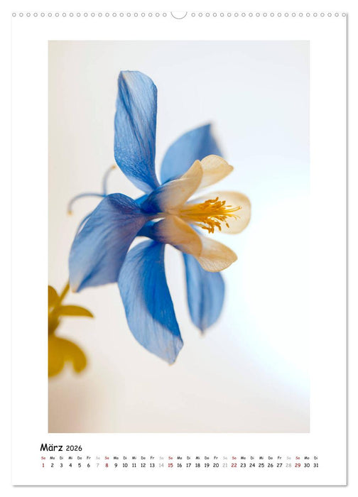 Blauer Blütenzauber (CALVENDO Premium Wandkalender 2026)