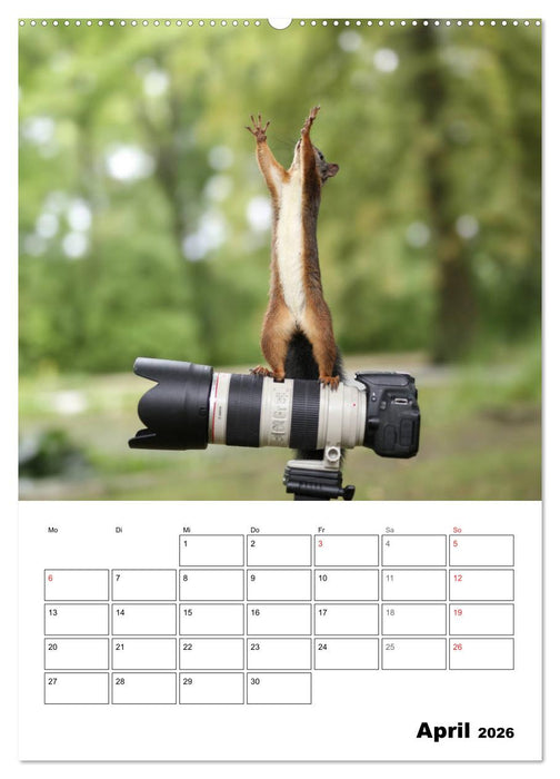 Die kleine Welt der Eichhörnchen in Regensburg (CALVENDO Wandkalender 2026)