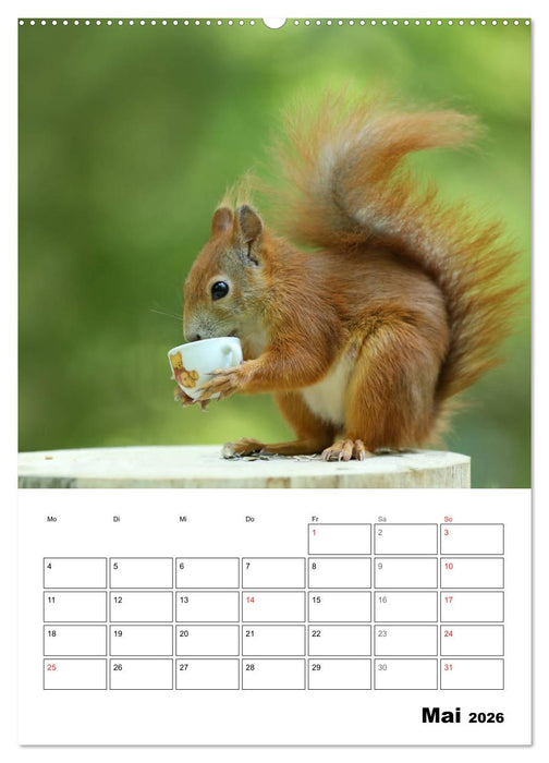 Die kleine Welt der Eichhörnchen in Regensburg (CALVENDO Wandkalender 2026)