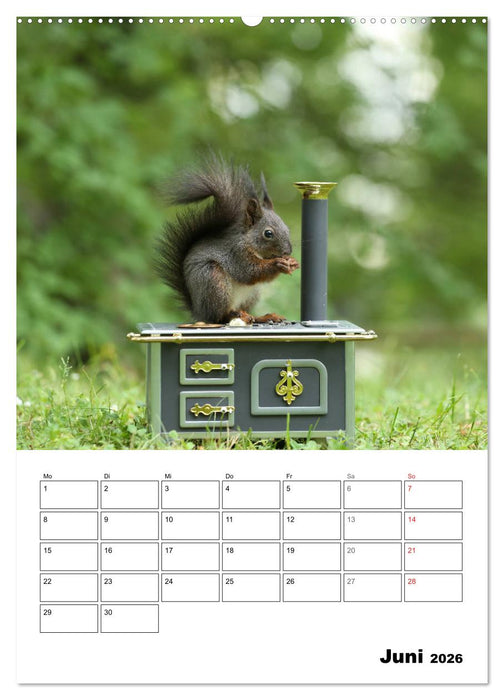 Die kleine Welt der Eichhörnchen in Regensburg (CALVENDO Wandkalender 2026)