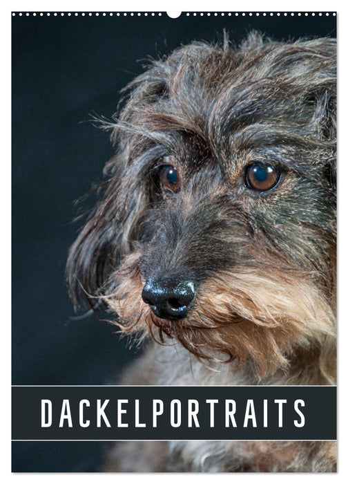 Dackelportraits (CALVENDO Wandkalender 2026)