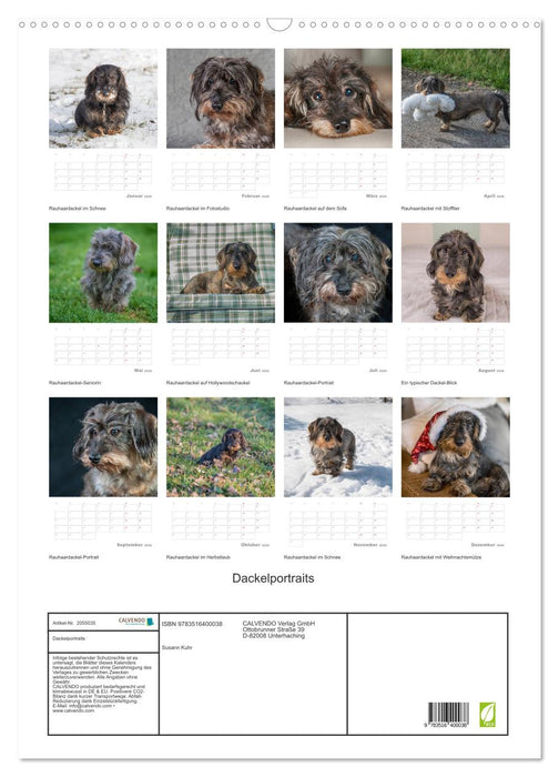 Dackelportraits (CALVENDO Wandkalender 2026)