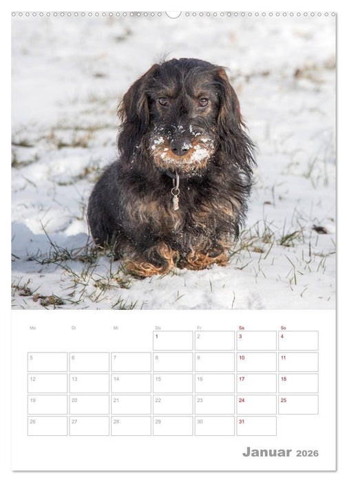 Dackelportraits (CALVENDO Wandkalender 2026)