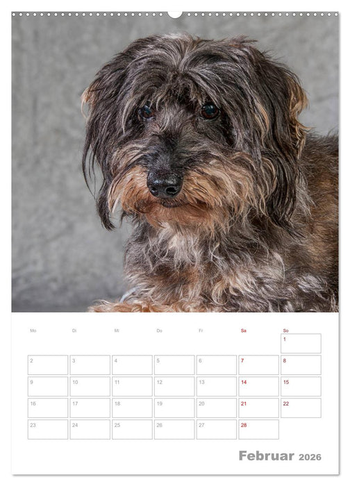 Dackelportraits (CALVENDO Wandkalender 2026)