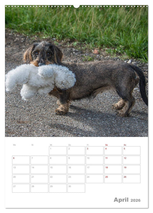 Dackelportraits (CALVENDO Wandkalender 2026)