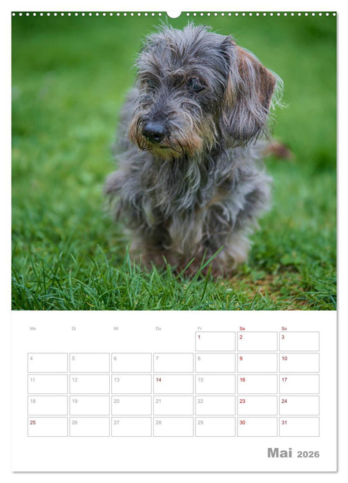 Dackelportraits (CALVENDO Wandkalender 2026)