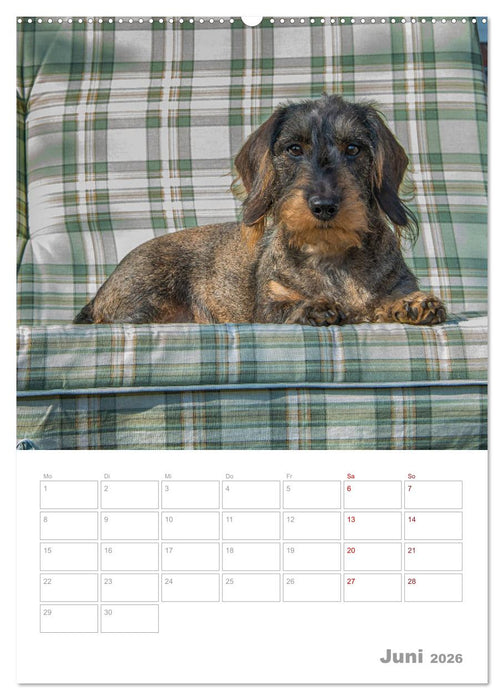Dackelportraits (CALVENDO Wandkalender 2026)