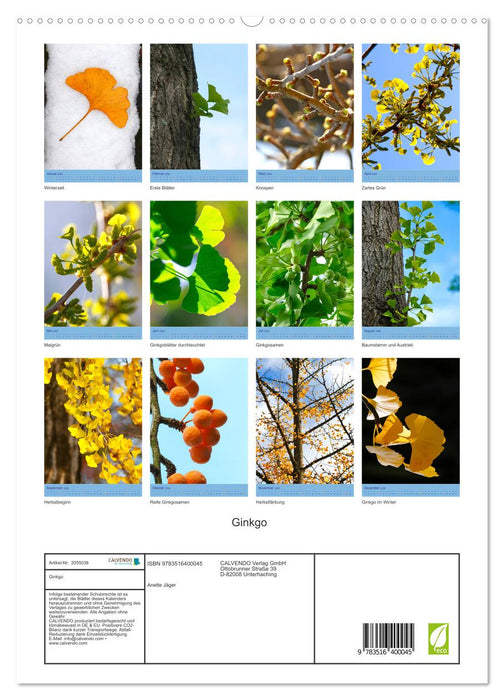 Ginkgo (CALVENDO Premium Wandkalender 2026)