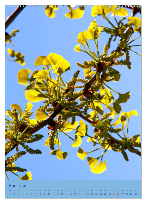 Ginkgo (CALVENDO Premium Wandkalender 2026)