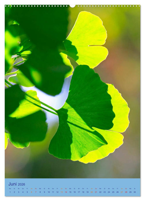 Ginkgo (CALVENDO Premium Wandkalender 2026)