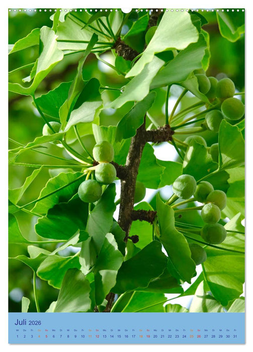 Ginkgo (CALVENDO Premium Wandkalender 2026)