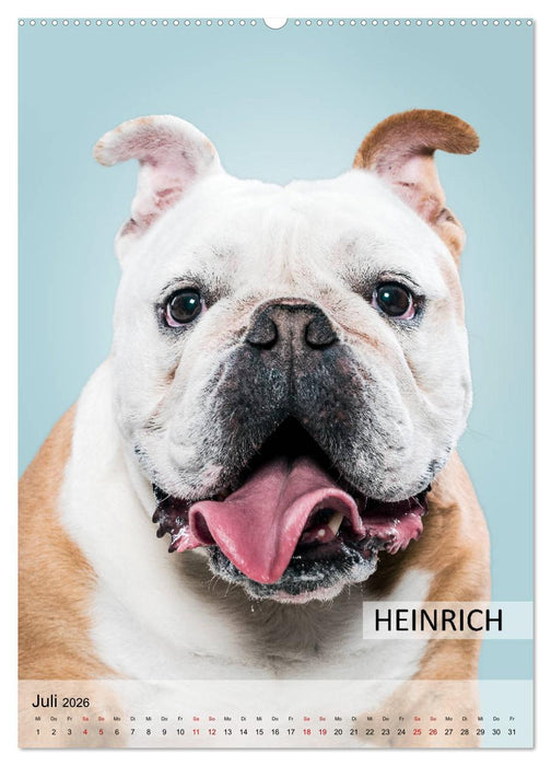 Hundekalender - Hunderassen im Portrait (CALVENDO Premium Wandkalender 2026)