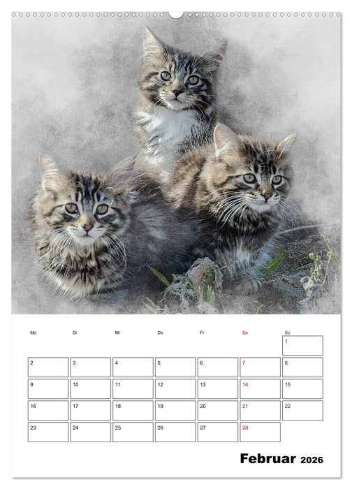 Maine Coon Katzen (CALVENDO Premium Wandkalender 2026)