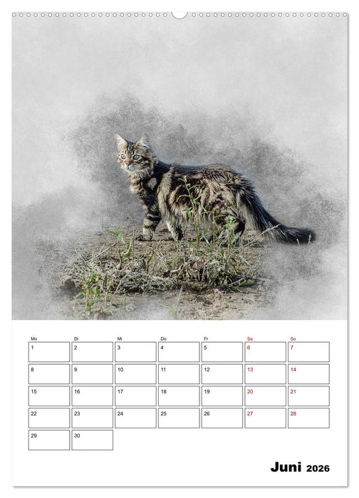 Maine Coon Katzen (CALVENDO Premium Wandkalender 2026)