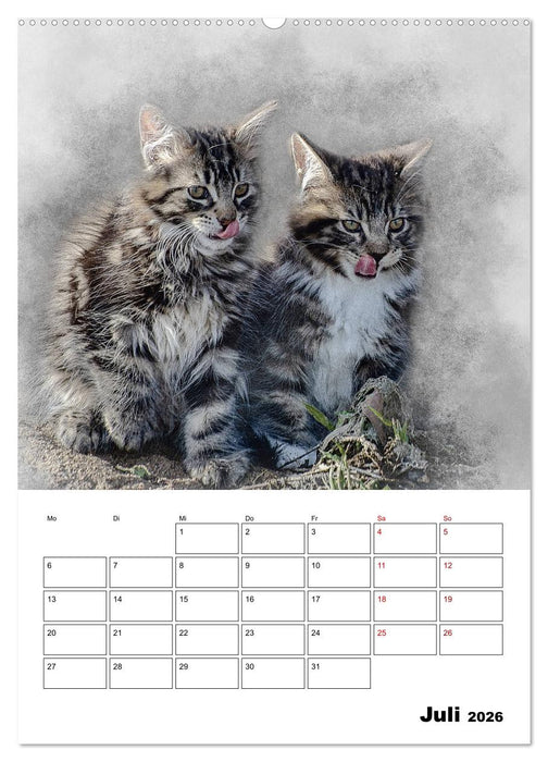 Maine Coon Katzen (CALVENDO Premium Wandkalender 2026)