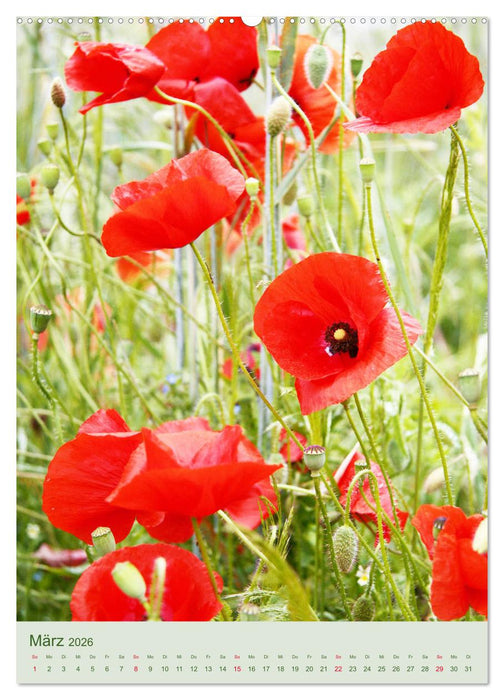 Mohn im Feld (CALVENDO Wandkalender 2026)