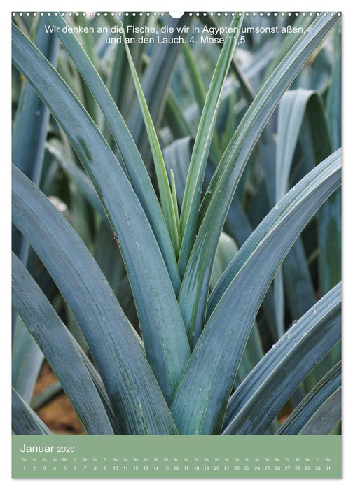 Biblische Pflanzen mit ihren Bibelversen (CALVENDO Wandkalender 2026)