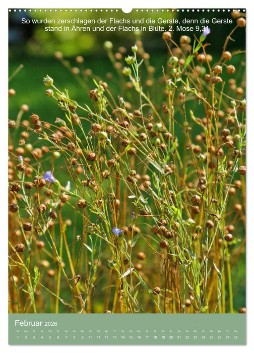 Biblische Pflanzen mit ihren Bibelversen (CALVENDO Wandkalender 2026)