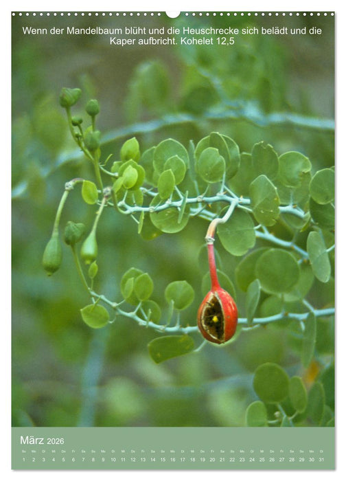 Biblische Pflanzen mit ihren Bibelversen (CALVENDO Wandkalender 2026)