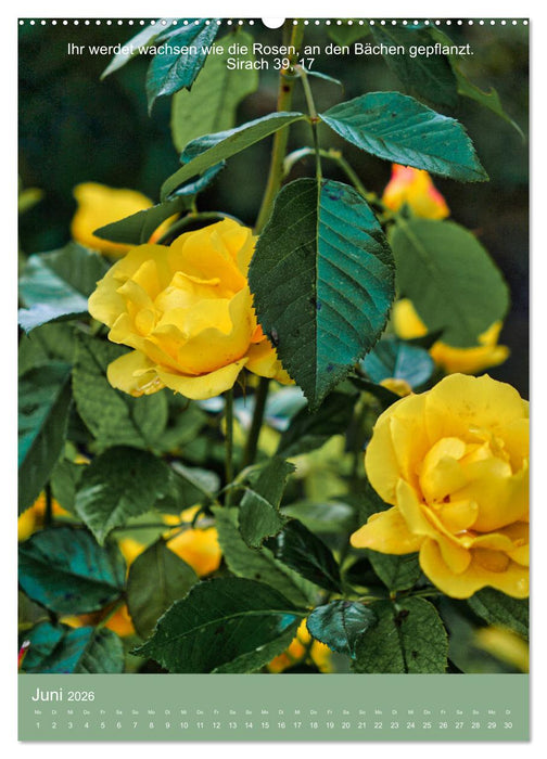 Biblische Pflanzen mit ihren Bibelversen (CALVENDO Wandkalender 2026)